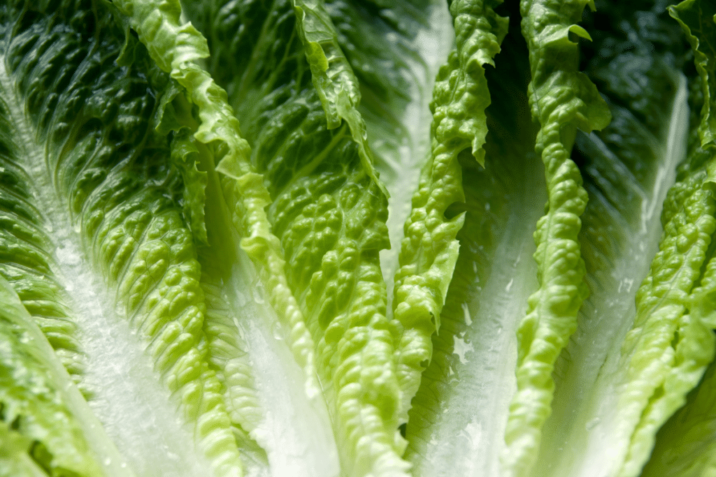 leaves of romaine lettuce