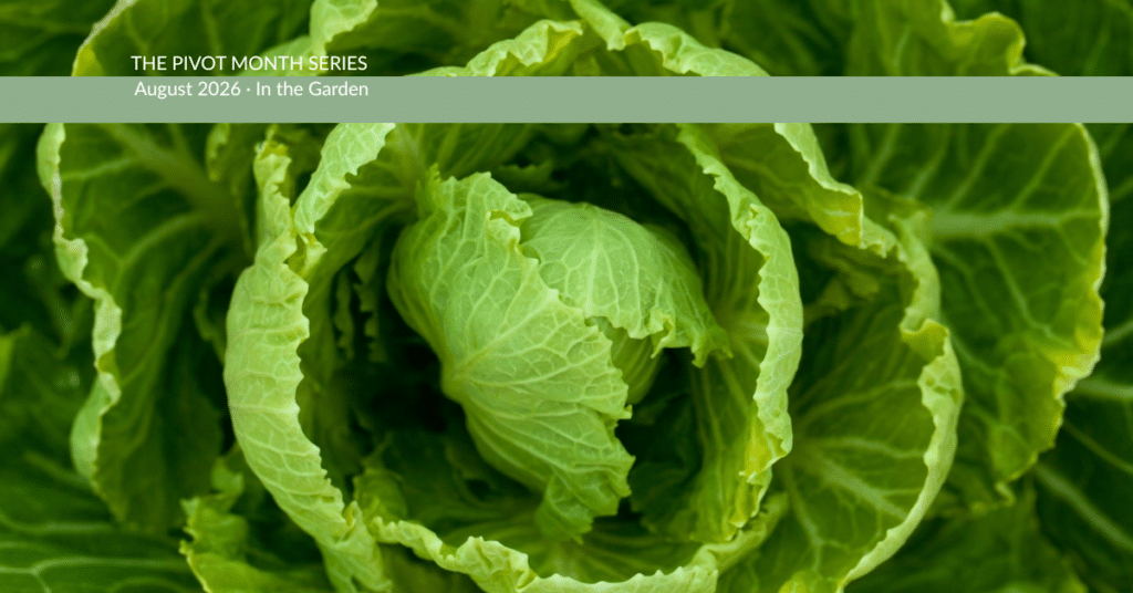 circular leaves of lettuce