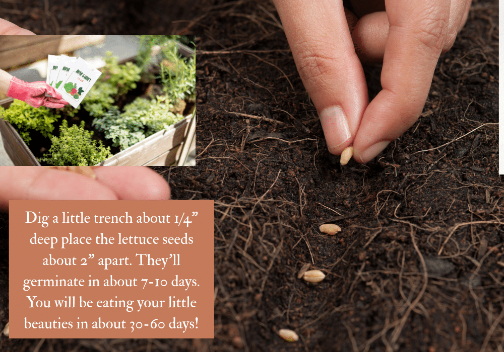 hand sowing lettuce seeds in trench