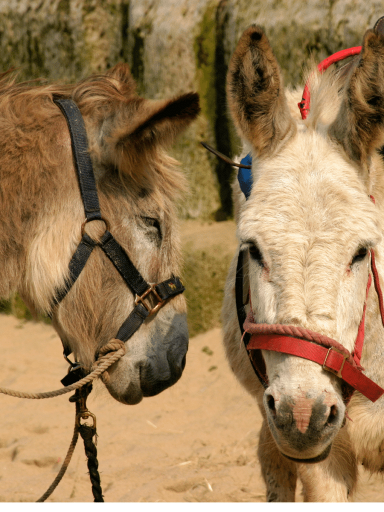 two north African doneys