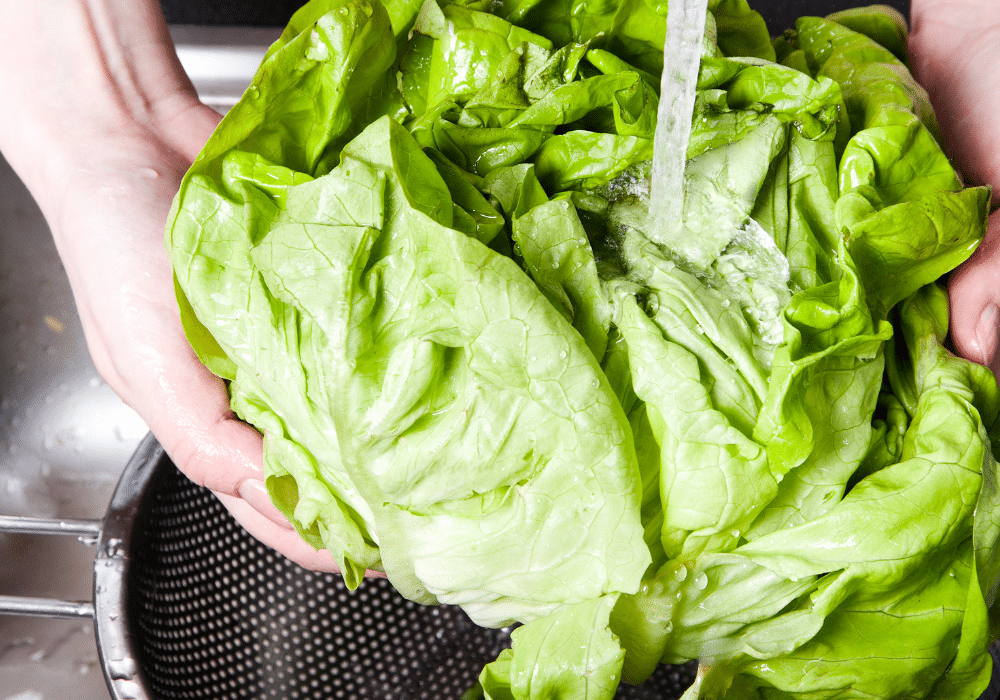 Washing lettuce in a colander