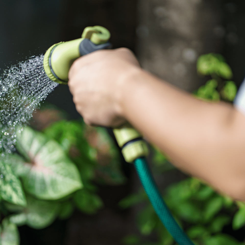Watering the garden bed.